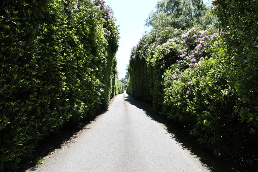 long entrance driveway with tall rhododendrons